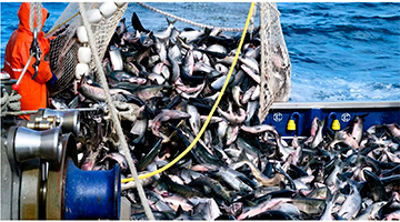 Готовые рыбные блюда: есть ли здесь проблемы?