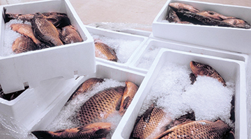 Особенности холодильных технологий в производстве рыбной продукции